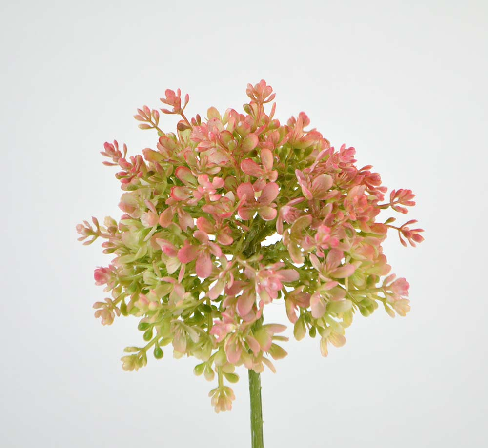 Allium, 68 cm, peach