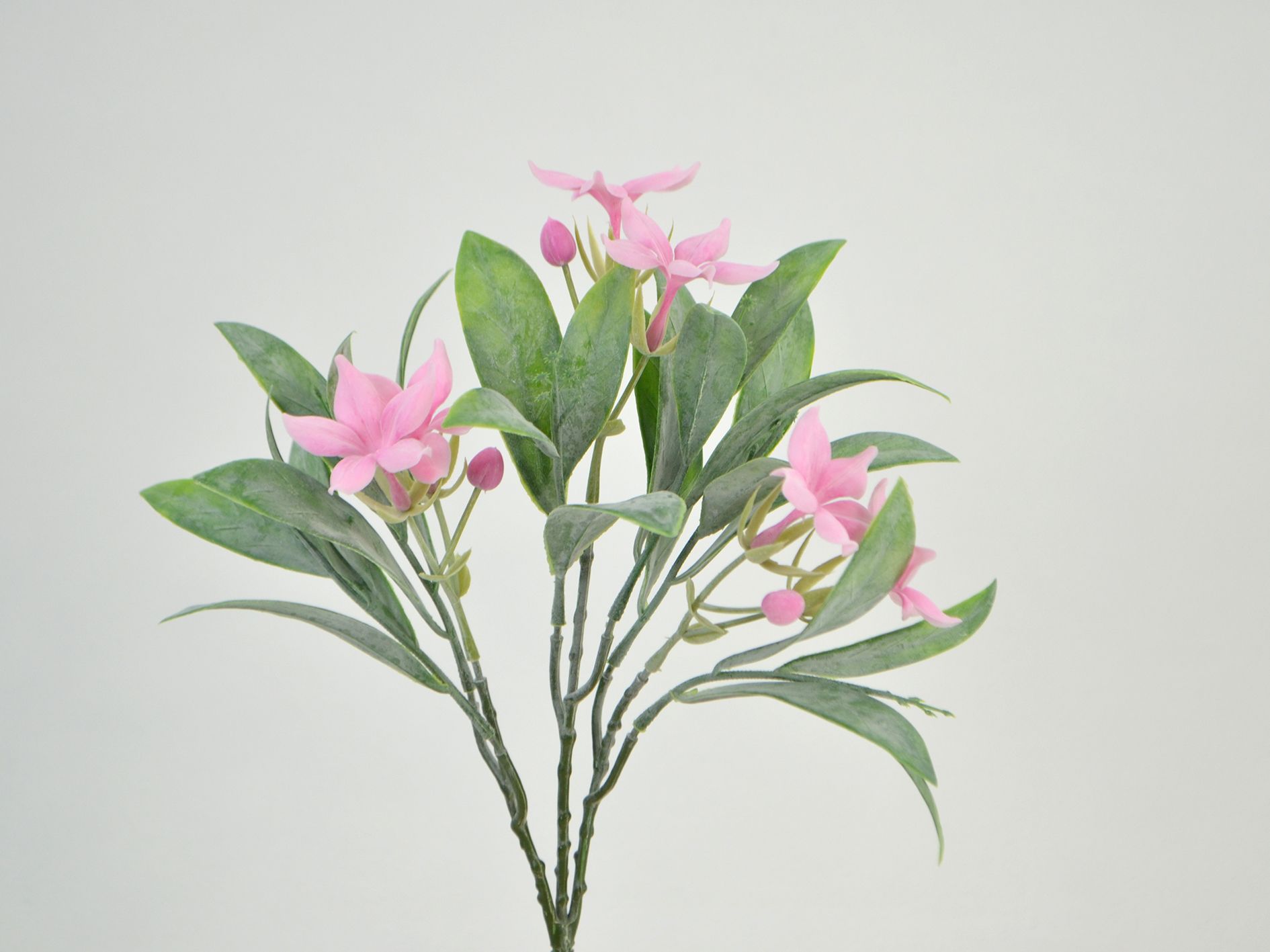 Jasmine Blossom Bush, 25 cm pink