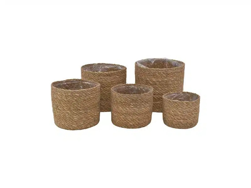 Søgræskurve, sæt á 5*