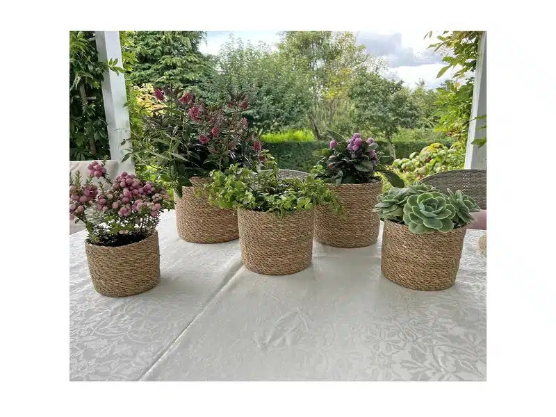 Søgræskurve, sæt á 5*