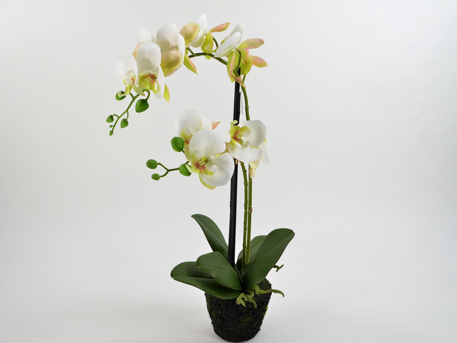 Phalaenopsis, 48 cm*